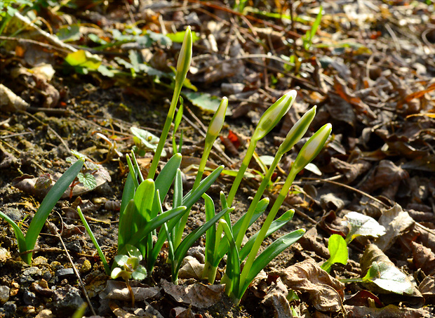 snežienka jarná Galanthus nivalis L.