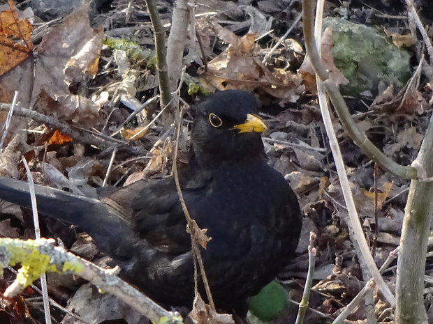 drozd čierny  Turdus merula