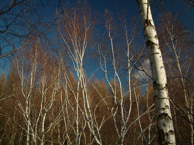 briezky Betula pendula Roth