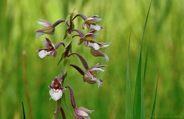 kruštík močiarny Epipactis palustris (L.) Crantz