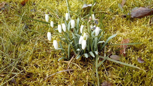 snežienka jarná Galanthus nivalis L.