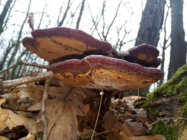 lesklokôrovka obyčajná Ganoderma lucidum (Curtis) P. Karst.