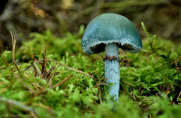 golierovka zelenomodrá Stropharia caerulea Kreisel