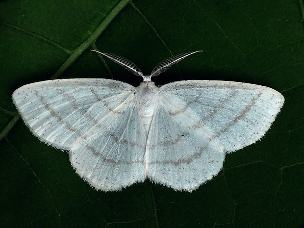 listnatka biela (sk) / světlokřídlec obecný (cz) Cabera pusaria Linnaeus, 1758
