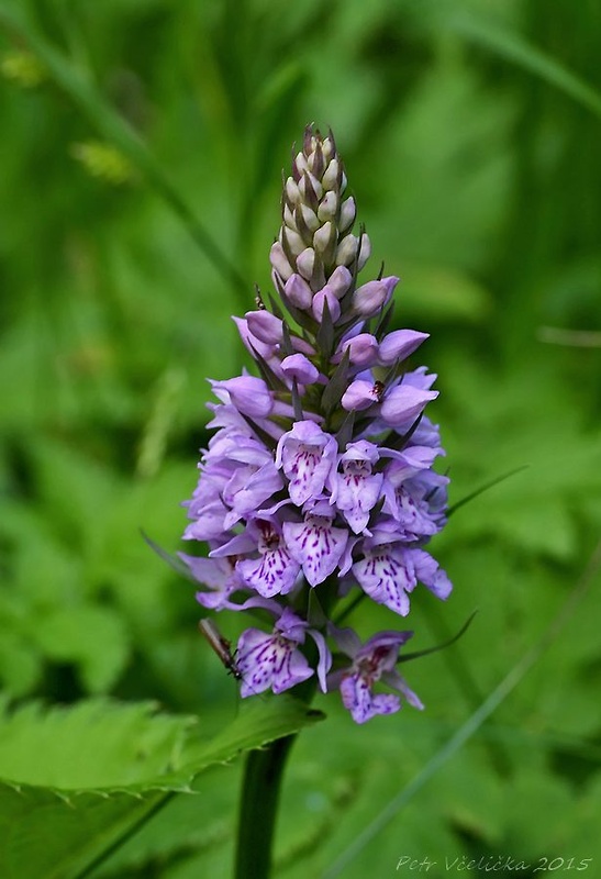 vstavačovec fuchsov pravý Dactylorhiza fuchsii subsp. fuchsii (Druce) Soó