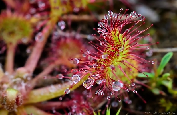 rosička okrúhlolistá Drosera rotundifolia L.