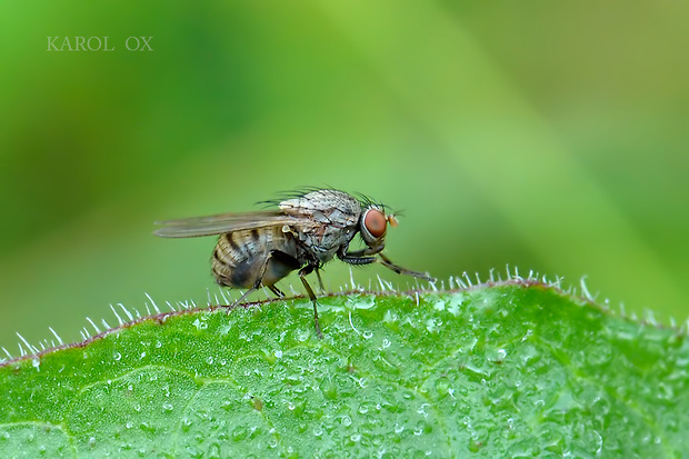 tieňovka Minettia fasciata