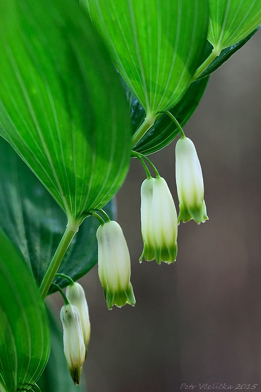 kokorík voňavý Polygonatum odoratum (Mill.) Druce