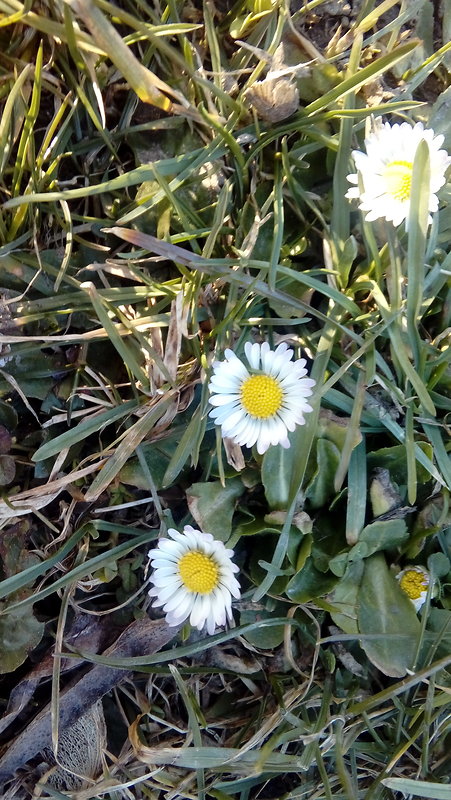 sedmokráska obyčajná Bellis perennis L.