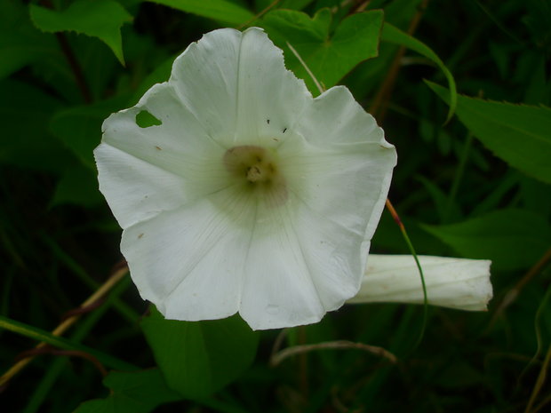 povoja plotná Calystegia sepium (L.) R. Br.