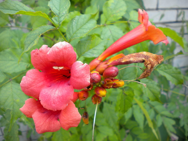 trúbkovec koreňujúci Campsis radicans (L.) Seem.