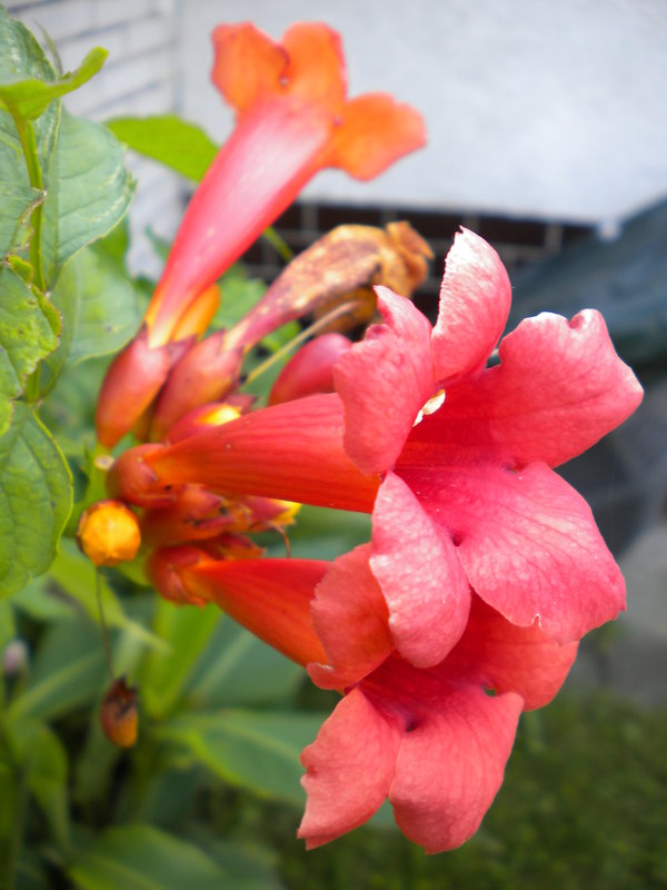 trúbkovec koreňujúci Campsis radicans (L.) Seem.