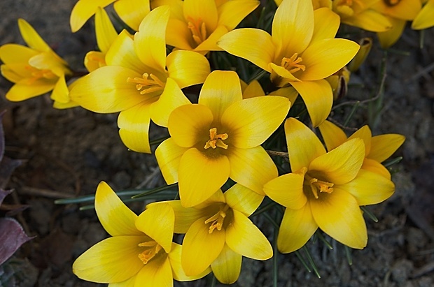 šafrán Crocus sp.