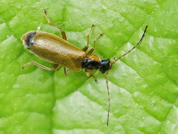 snehulčík Rhagonycha testacea