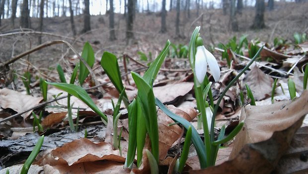 cesnak medvedí Allium ursinum L.