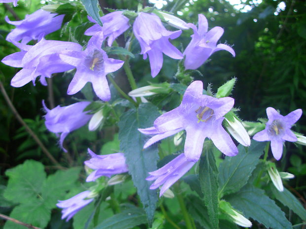 zvonček pŕhľavolistý Campanula trachelium L.