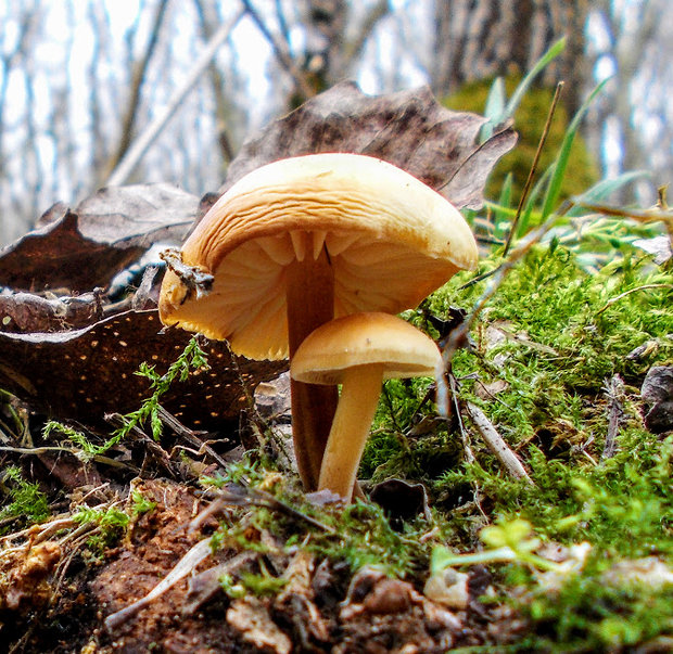 plamienka Flammulina sp.