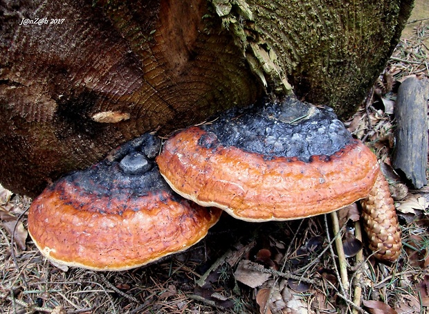 práchnovček pásikavý Fomitopsis pinicola (Sw.) P. Karst.