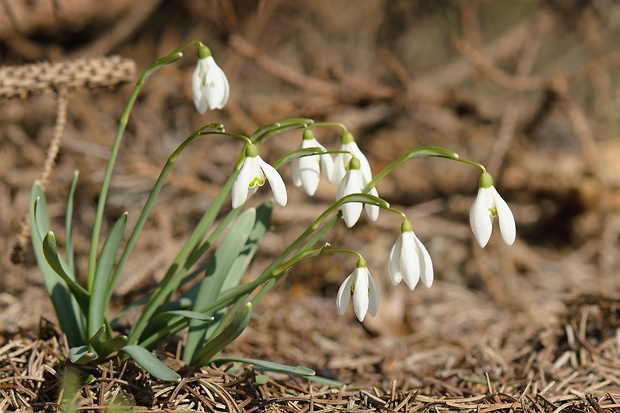 snežienka jarná Galanthus nivalis L.