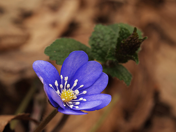 pečeňovník trojlaločný Hepatica nobilis Schreb.