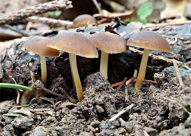 peniazočka smreková Strobilurus esculentus (Wulfen) Singer