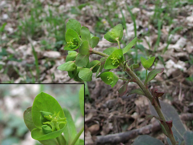 mliečnik mandľolistý Tithymalus amygdaloides (L.) Hill