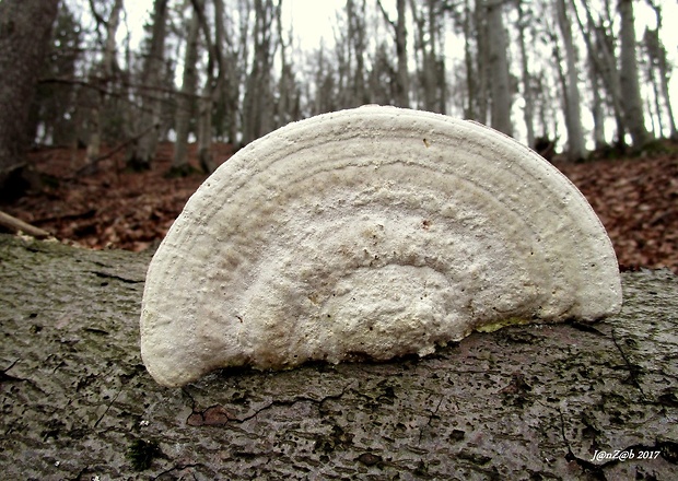 trúdnikovec hrbatý Trametes gibbosa (Pers.) Fr.