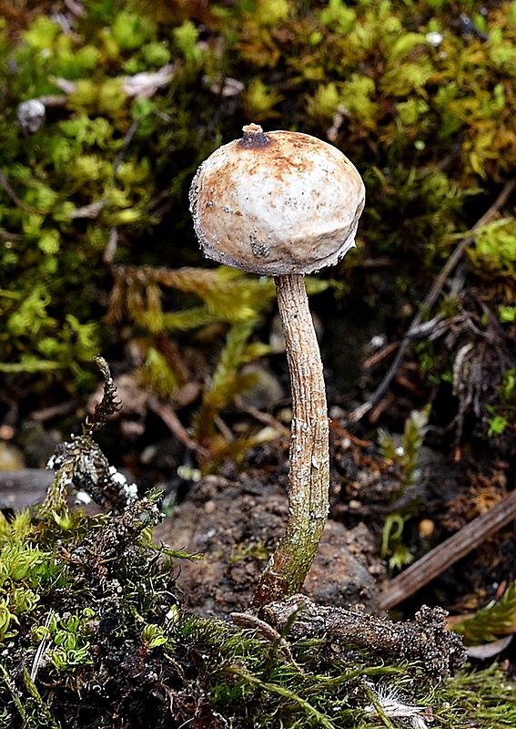 stopkovec zimný Tulostoma brumale Pers.