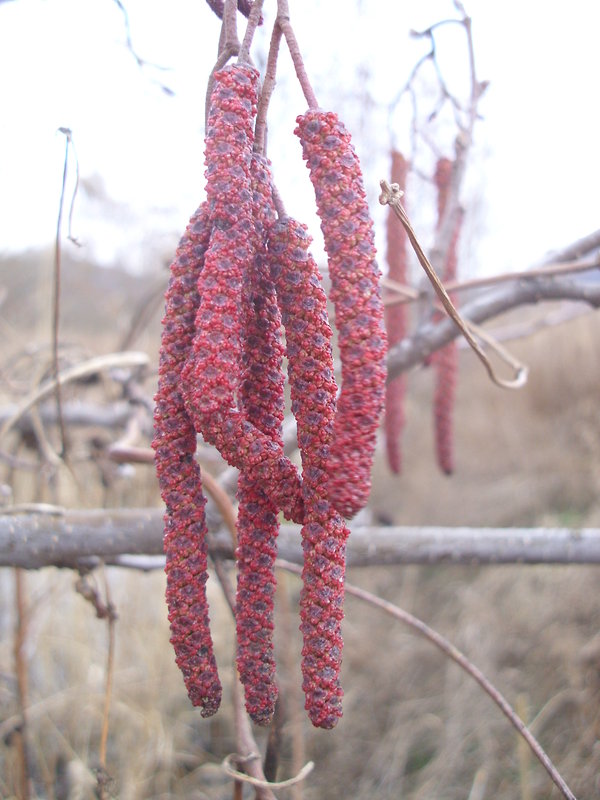 jelša lepkavá Alnus glutinosa (L.) Gaertn.