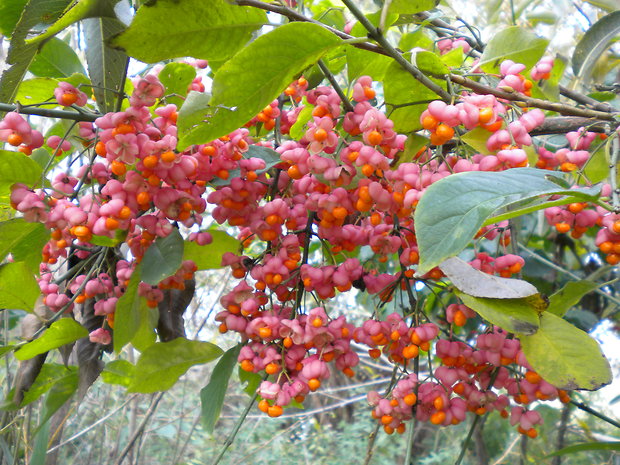 bršlen európsky Euonymus europaeus L.