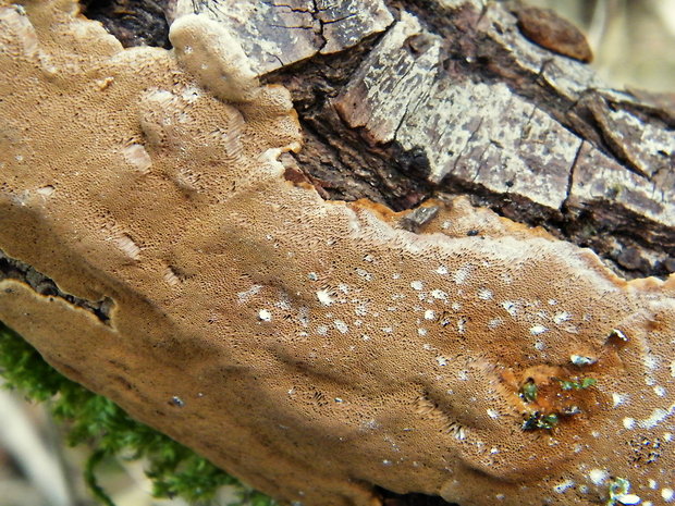 ohňovec Phellinus sp.