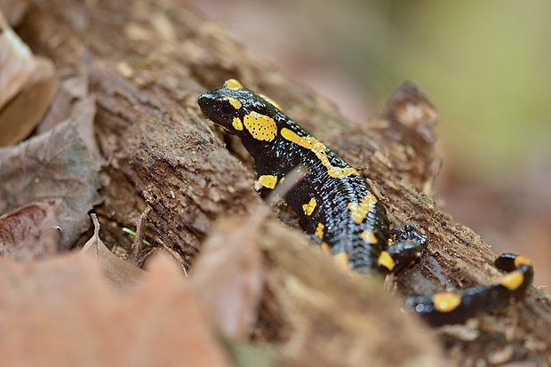 salamandra škvrnitá Salamandra salamandra