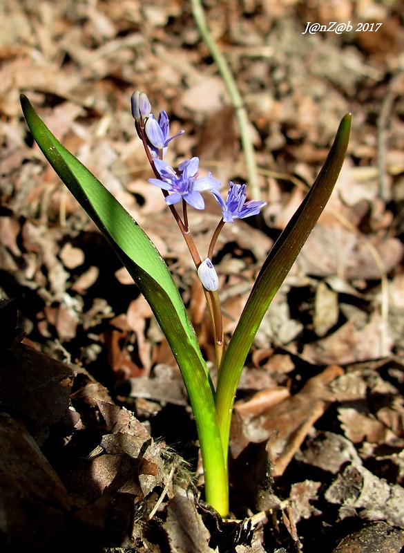 scila viedenská Scilla vindobonensis Speta