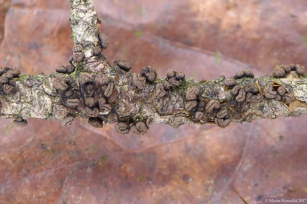 cenangium hrdzavé Cenangium ferruginosum Fuckel