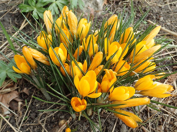 šafran zlatožltý Crocus chrysanthus (Herb.) Herb.