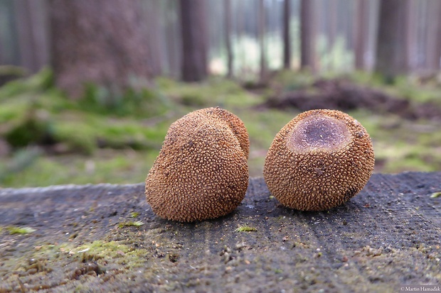 srnka ježatá Elaphomyces muricatus Fr.