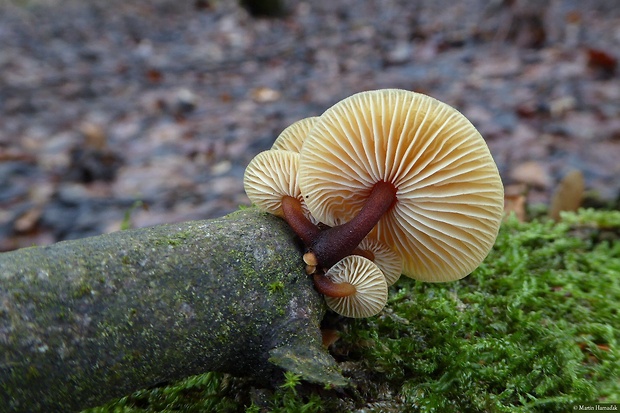 plamienka Flammulina sp.