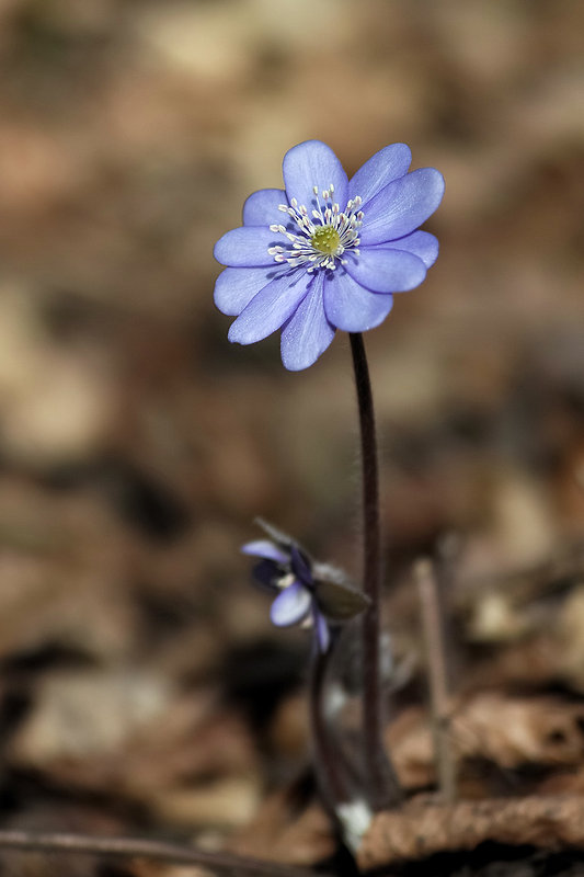 pečeňovník trojlaločný Hepatica nobilis Schreb.