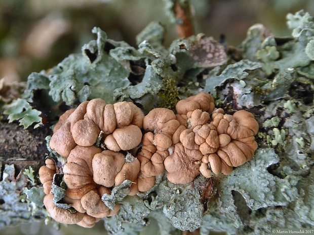 mäsovka lišajníková Hypocreopsis lichenoides (Tode) Seaver