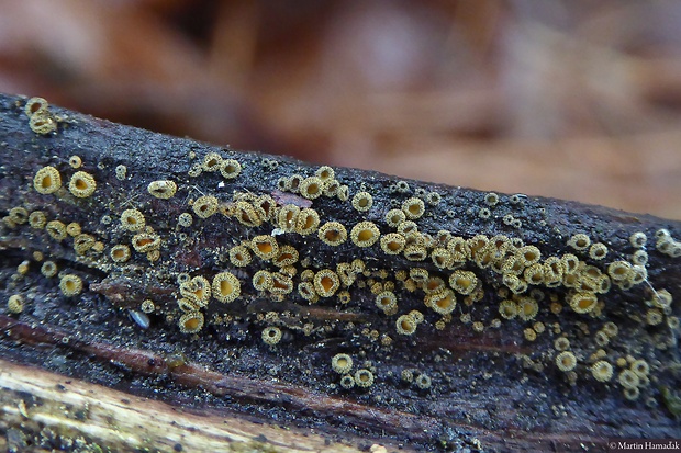 lachnetka vosková Neodasyscypha cerina (Pers.) Spooner