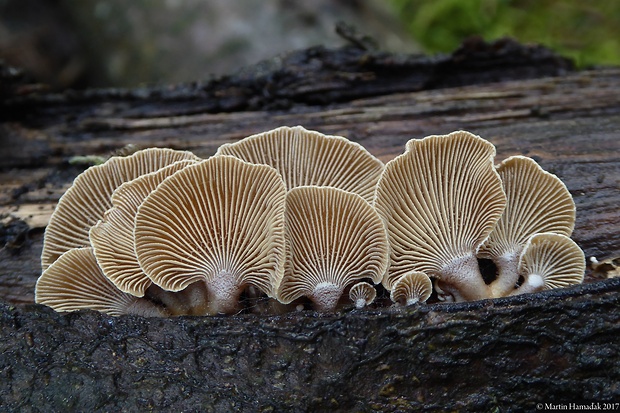 pňovka obyčajná Panellus stipticus (Bull.) P. Karst.