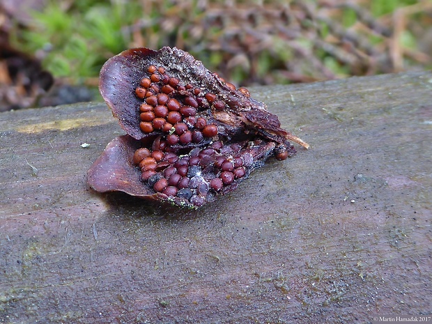 hrdzovníčka šišková Pucciniastrum areolatum (Fr.) G.H. Otth