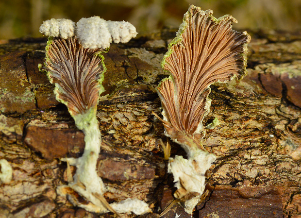 klanolupeňovka obyčajná Schizophyllum commune Fr.