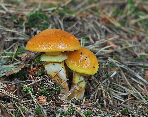 masliak smrekovcový Suillus grevillei (Klotzsch) Singer