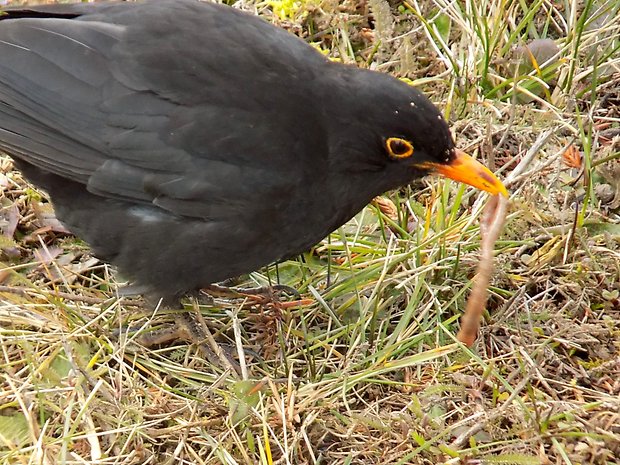 drozd čierný Turdus merula