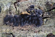 pyrenomycetes