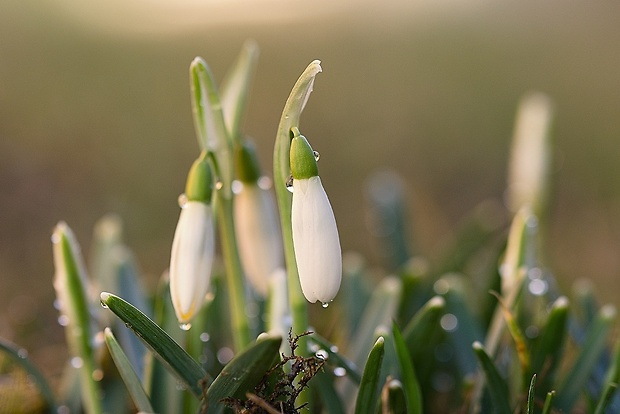 snežienka jarná Galanthus nivalis L.