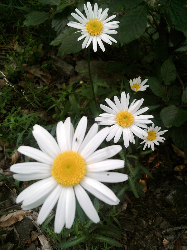 margaréta Leucanthemum Lam.