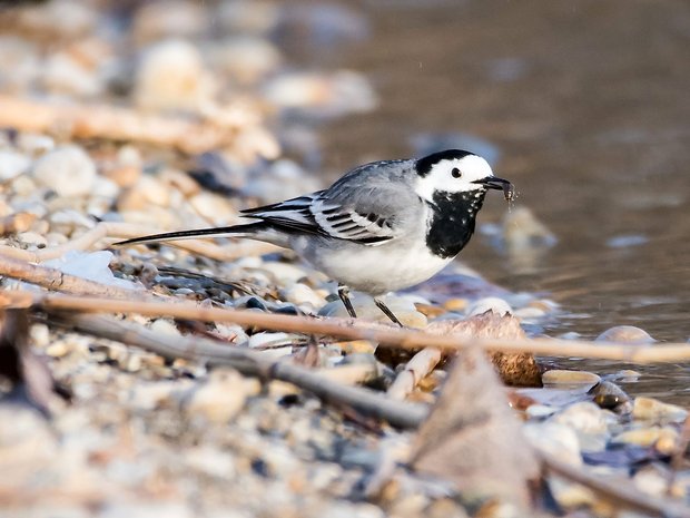 trasochvost biely Motacilla alba