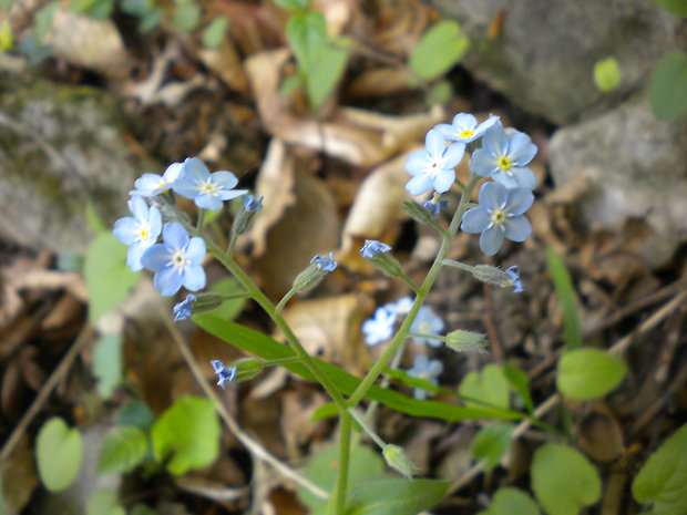 nezábudka Myosotis sp.